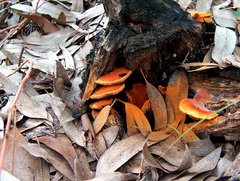 Collybia fusipes? e ?